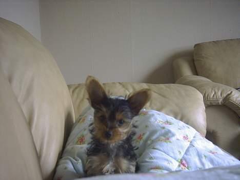 Yorkshire terrier Ozzy - Så er jeg 12 uger og gad vide hvad mor laver med det kamera? billede 3