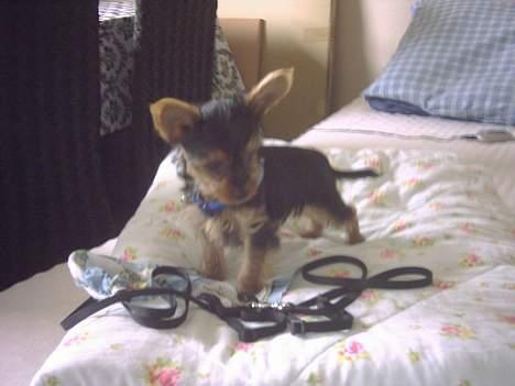 Yorkshire terrier Ozzy - Skal vi gå tur nu for jeg er klar? billede 4