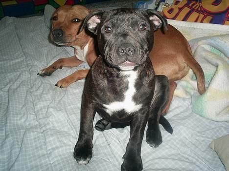 Staffordshire bull terrier Gismo billede 18