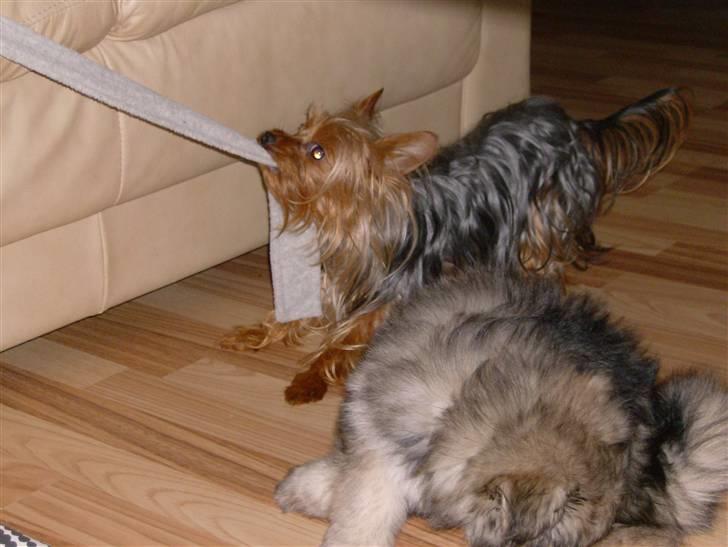 Yorkshire terrier Ozzy billede 5
