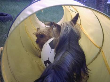 Yorkshire terrier Ozzy - Skal vi lege? billede 6