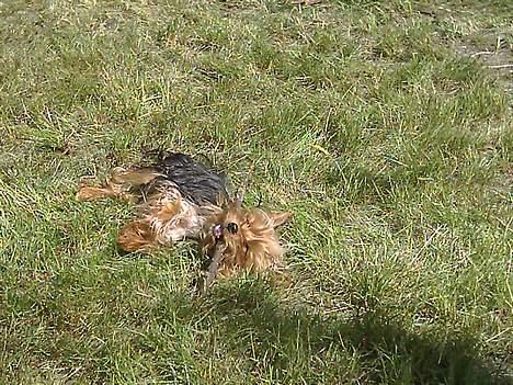 Yorkshire terrier Ozzy - Ååh nu blev jeg lige træt billede 8