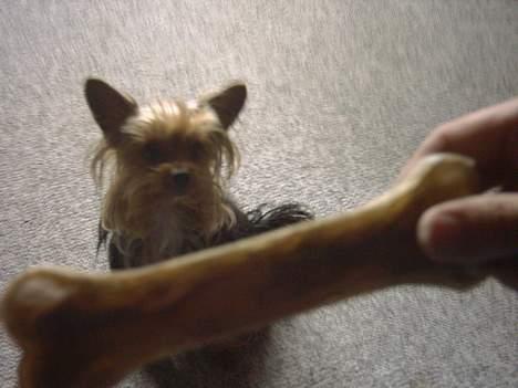 Yorkshire terrier Ozzy - Ozzy´s 1 års fødselsdag billede 9