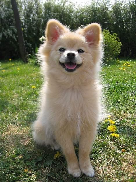 Pomeranian Floffy (Elfie) billede 20