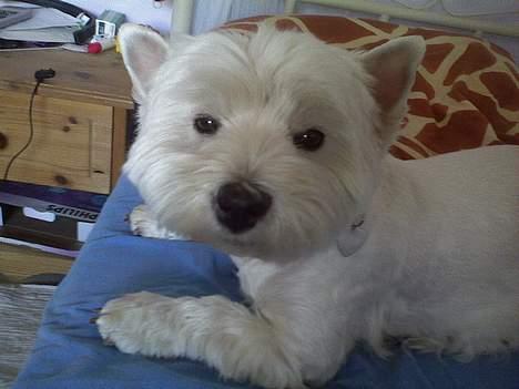 West highland white terrier hjortbak artamis of zeus  - Mille skat, verdens bedste hund! billede 9