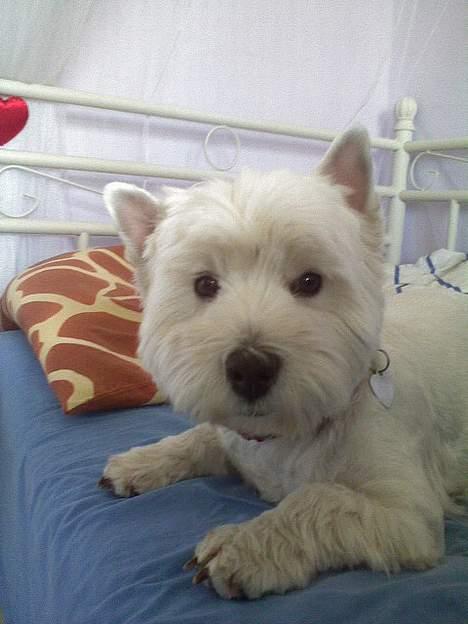 West highland white terrier hjortbak artamis of zeus  - Hun er da flot, synes i ik ? (: billede 10