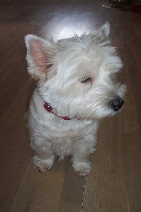 West highland white terrier hjortbak artamis of zeus  - lidt kostbar er man vel altid ? d:  billede 11