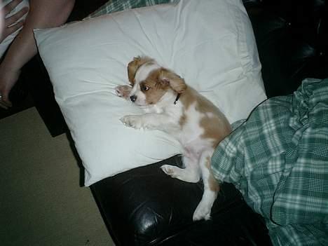 Cavalier king charles spaniel Elo - Se min lille Elo :) billede 1