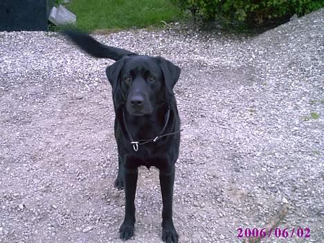 Blanding af racer victor billede 1