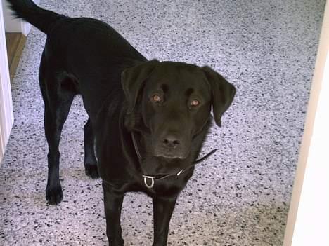 Blanding af racer victor billede 2