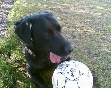 Blanding af racer victor billede 3