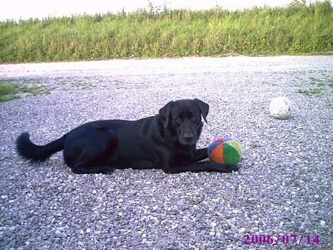 Blanding af racer victor billede 4