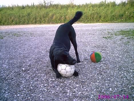 Blanding af racer victor billede 5