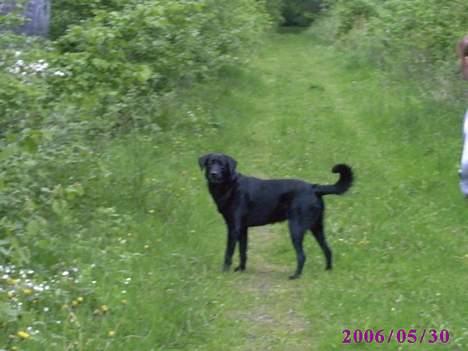 Blanding af racer victor billede 6