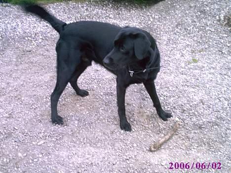 Blanding af racer victor billede 7