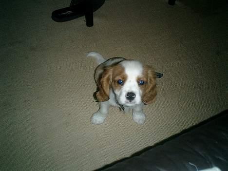 Cavalier king charles spaniel Elo - Se lige de søde øjne billede 2