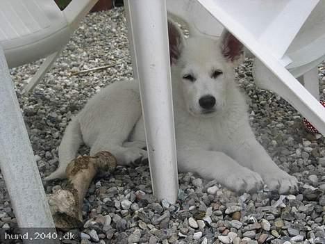 Hvid Schweizisk Hyrdehund Nanoq R.I.P. - 6 uger billede 13