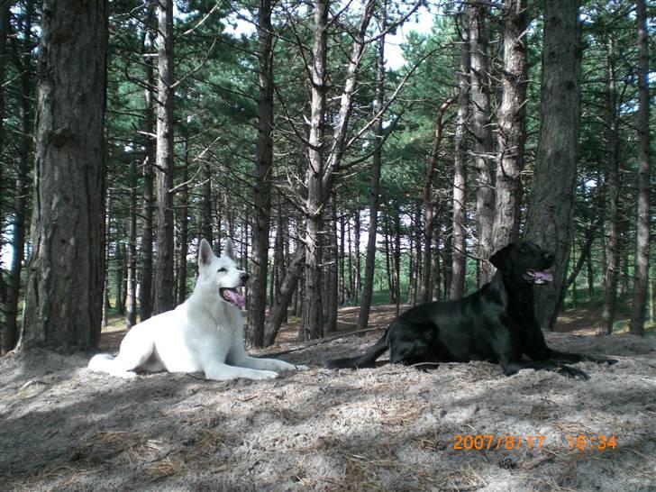 Hvid Schweizisk Hyrdehund Nanoq R.I.P. - I hundeskov på Rømø med Felix august 2007 billede 14