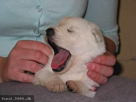 Hvid Schweizisk Hyrdehund Nanoq R.I.P. - 3 uger billede 15