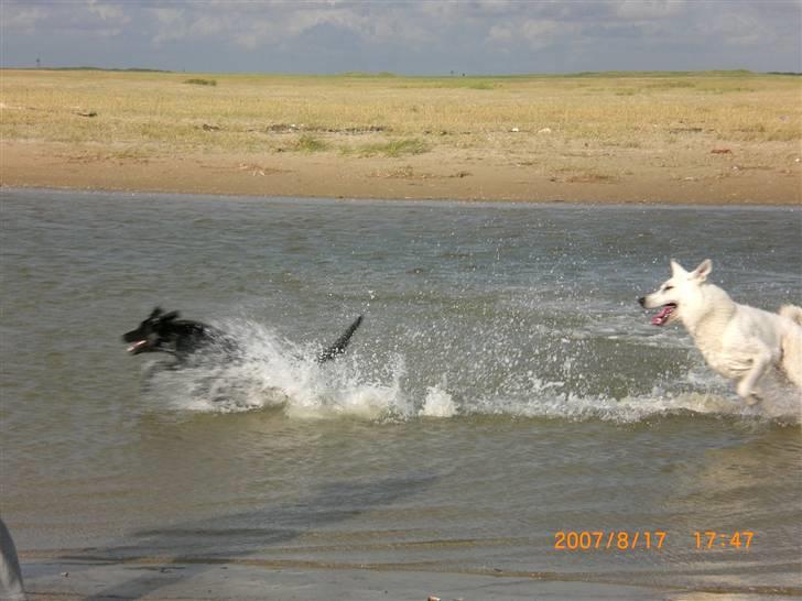 Hvid Schweizisk Hyrdehund Nanoq R.I.P. - Vesterhavet på Rømø billede 16