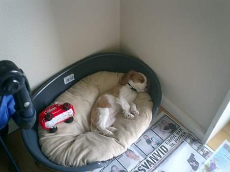 Cavalier king charles spaniel Elo - Nårh.. Han sover så dejligt. billede 3