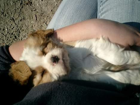 Cavalier king charles spaniel Elo - Det var da vi var ude og se ham, da han var 6uger :) billede 4