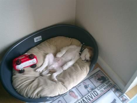 Cavalier king charles spaniel Elo - Ja... Han kan altså ligge på de mærkligste måder og sove på billede 5