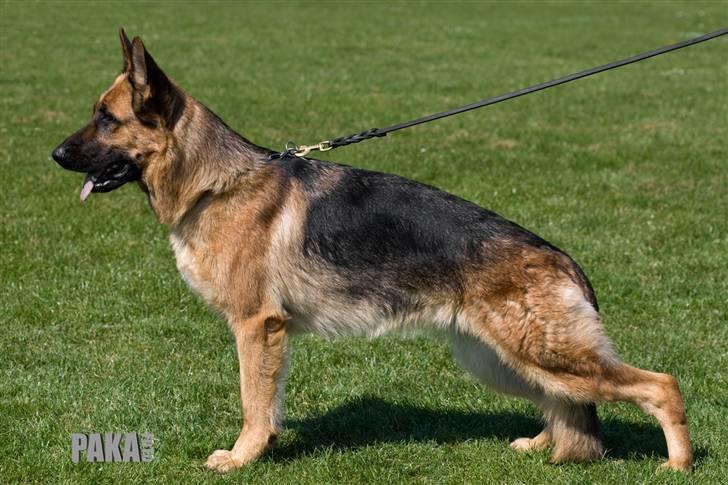 Schæferhund Akacias Indiana (Indi) - Min smukke tøs AKACIAS INDIANA billede 1