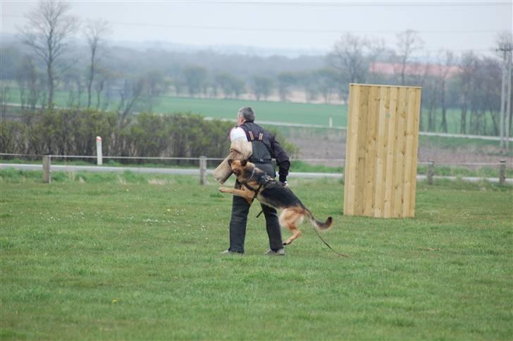Schæferhund Akacias Indiana (Indi) - Indi til c træning april 08 billede 2