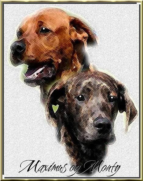 Blanding af racer Monty billede 6