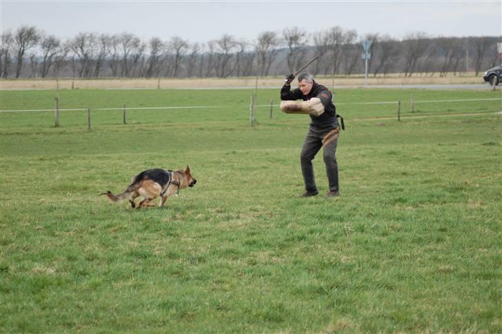 Schæferhund Akacias Indiana (Indi) - Indi 18 mdr gammel til gruppe C og hun elsker det billede 3