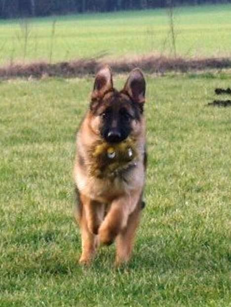 Schæferhund Akacias Indiana (Indi) - Indi 7 mdr billede 4