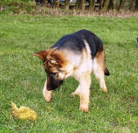 Schæferhund Akacias Indiana (Indi) - 7 mdr billede 5