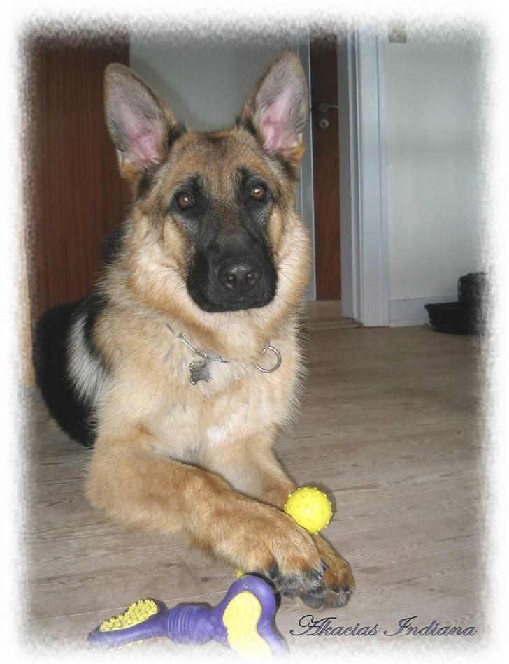 Schæferhund Akacias Indiana (Indi) billede 6