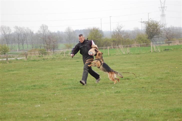 Schæferhund Akacias Indiana (Indi) - Her kan man rigtig se hvor fuld hendes mund er !! :) billede 7