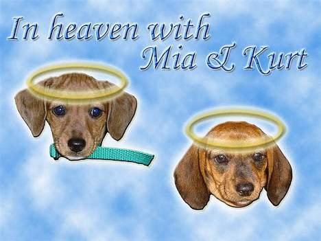 Gravhund kurt billede 6