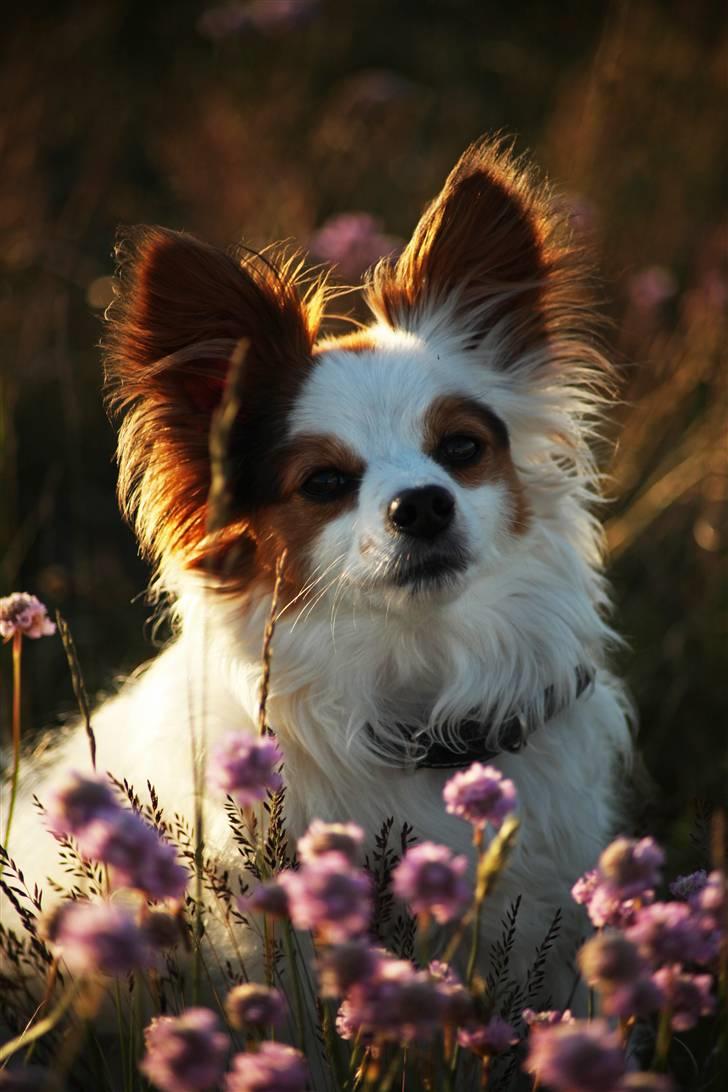 Blanding af racer Futte - Lige så farlig som en tiger :) * tror han * billede 8