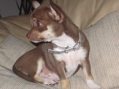 Chihuahua Hovsa's Kiwi - Hvor går du hen mor? billede 6