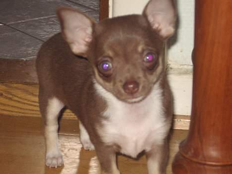 Chihuahua Hovsa's Kiwi - HOV! hvad sker der her? billede 8