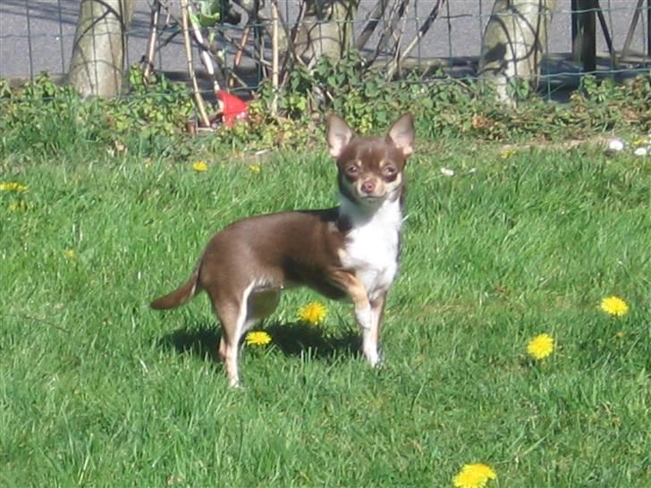 Chihuahua Hovsa's Kiwi - Ude i haven billede 9