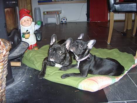 Fransk bulldog Carla - min vän lowa billede 10