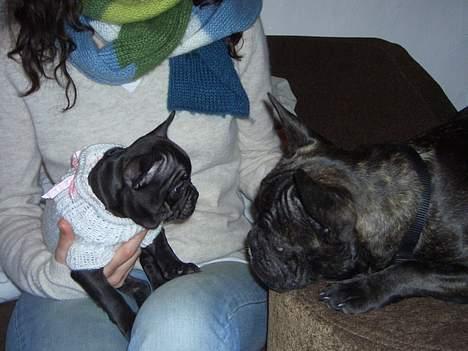 Fransk bulldog Carla - jag har fått en ny liten kompis Lowa billede 11