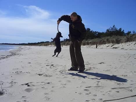 Fransk bulldog Carla - jag är ganska stark billede 12
