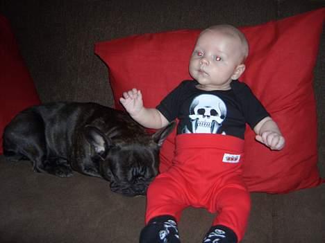 Fransk bulldog Carla - min lillebror gustav som jag passer på billede 15