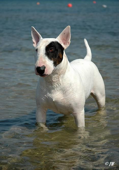 Bullterrier                    *RIP* Joker - Den 26. April 2007 billede 20