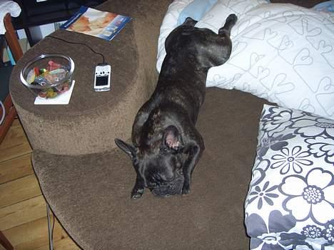 Fransk bulldog Carla billede 16