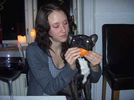 Fransk bulldog Carla - mmmm apelsin... billede 17