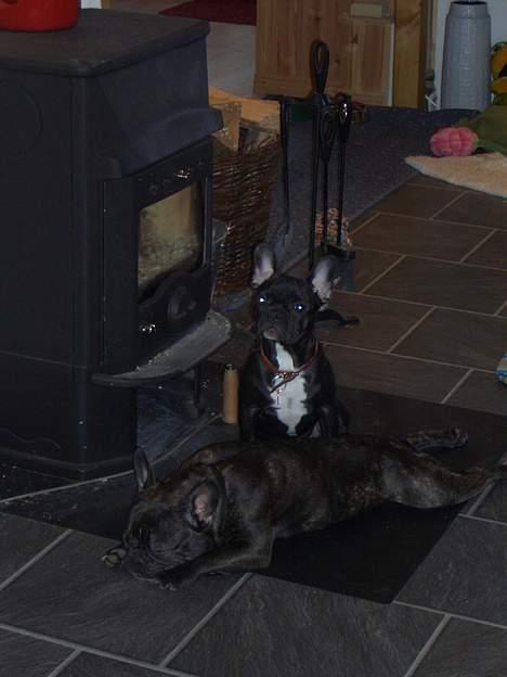 Fransk bulldog Carla billede 18