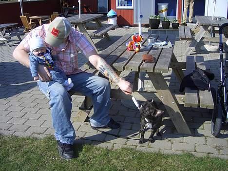 Fransk bulldog Carla - mmm is.. billede 19