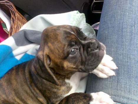 Boxer Kenzo - her ses kenzo da vi hentet ham hjem fra ålborg 8uger gamel billede 1